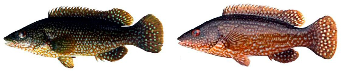 Labrus bergylta_07